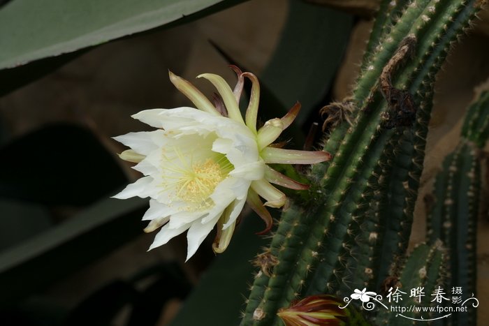 附树仙人掌Echinopsis arboricola