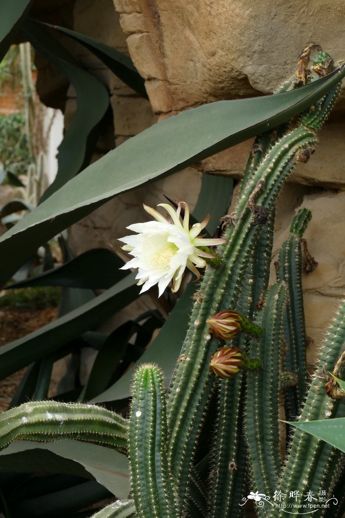 附树仙人掌Echinopsis arboricola