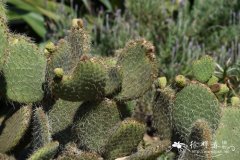 棉花掌Opuntia leucotricha