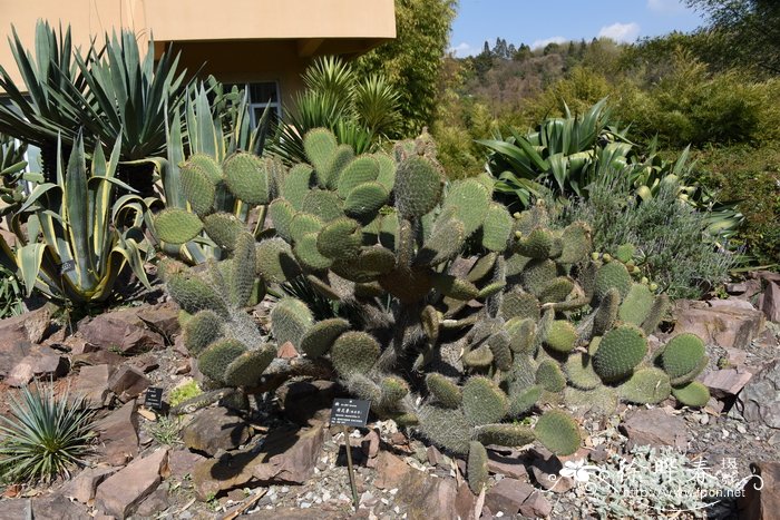 棉花掌Opuntia leucotricha