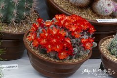 瑠璃鸟Rebutia deminuta