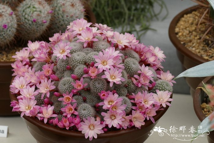 新玉Rebutia fiebrigii