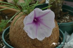 布鲁牵牛Ipomoea bolusiana