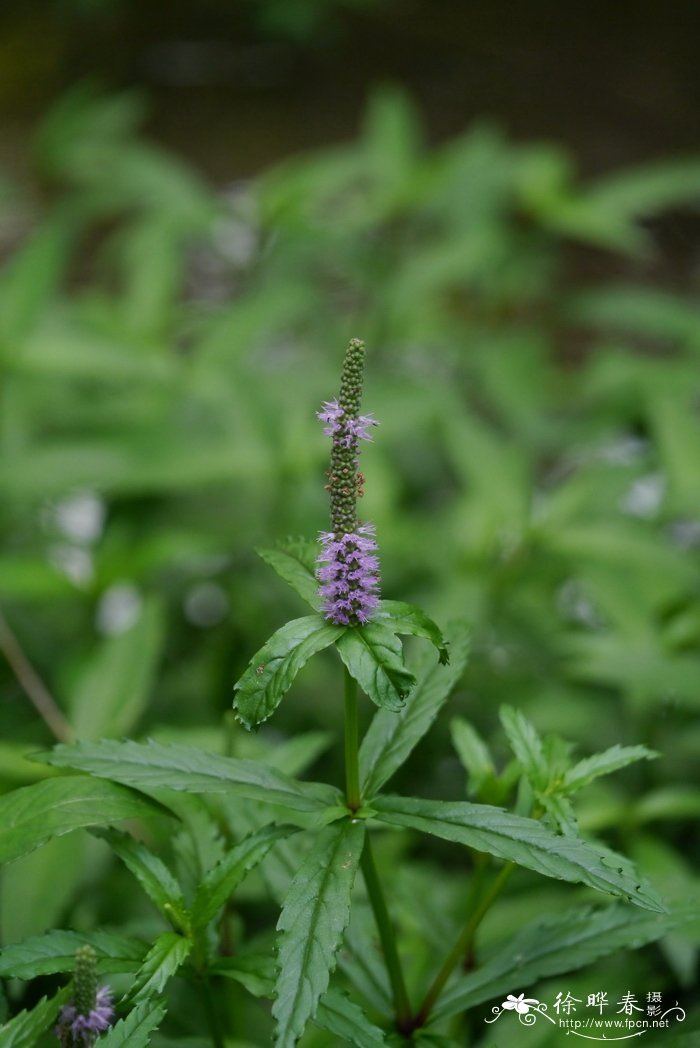 水虎尾Dysophylla stellata