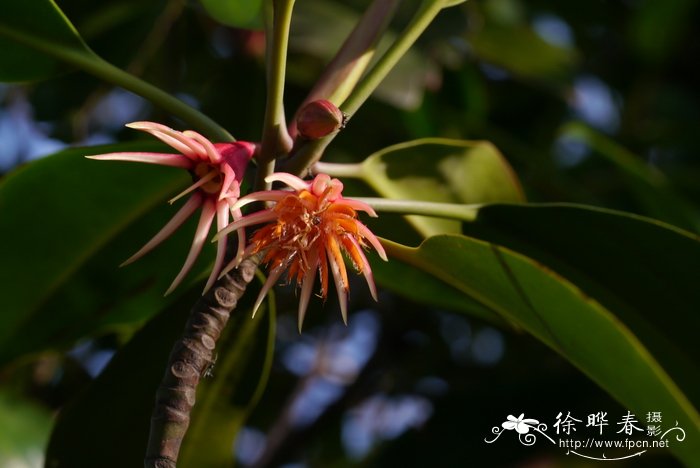 木榄 Bruguiera gymnorhiza