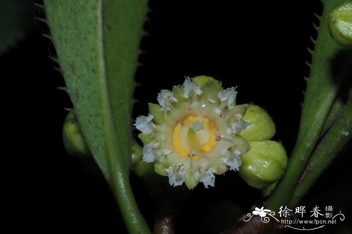 旁杞树Carallia pectinifolia