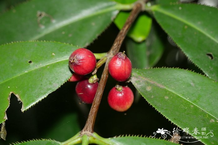 旁杞树Carallia pectinifolia