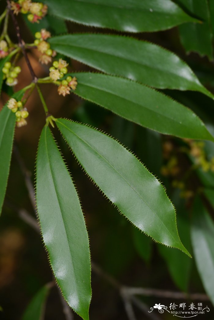 旁杞树Carallia pectinifolia