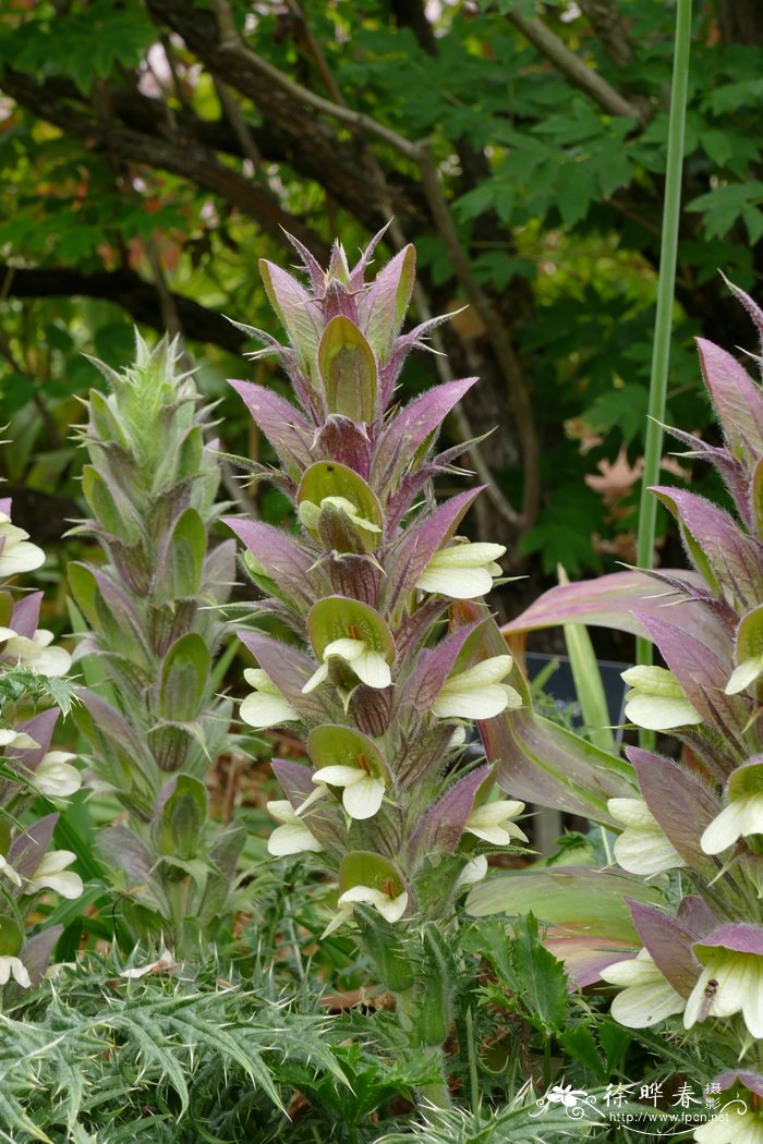 刺老鼠簕Acanthus spinosus