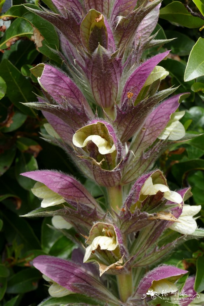 叙利亚老鼠簕Acanthus syriacus