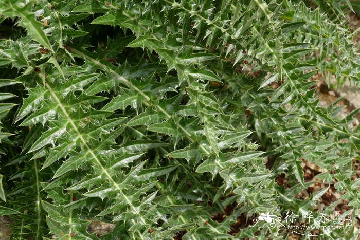 叙利亚老鼠簕Acanthus syriacus