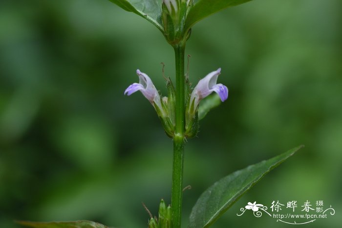 水蓑衣Hygrophila ringens