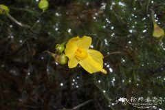 少花狸藻Utricularia gibba