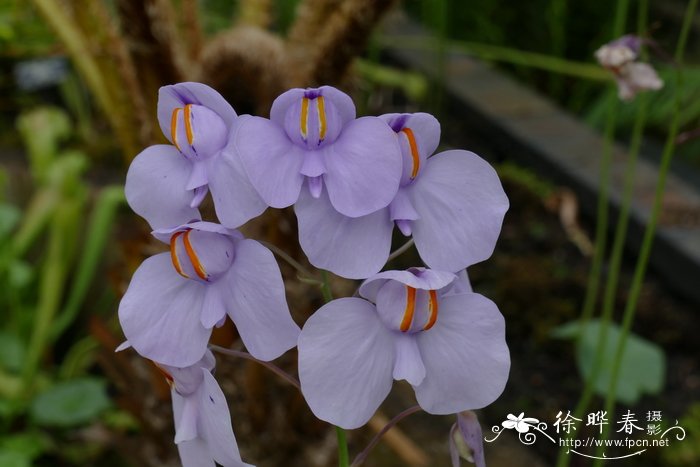 大肾叶狸藻Utricularia reniformis