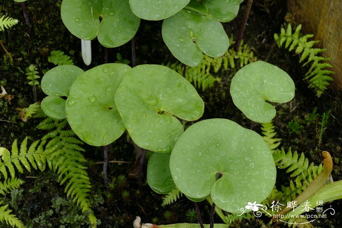 大肾叶狸藻Utricularia reniformis