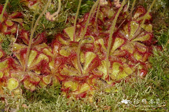楔叶茅膏菜Drosera cuneifolia