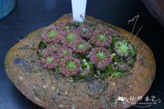 月亮湖茅膏菜Drosera Lake Badgerup