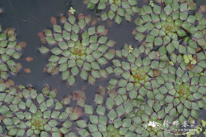 菱叶水龙Ludwigia sedioides