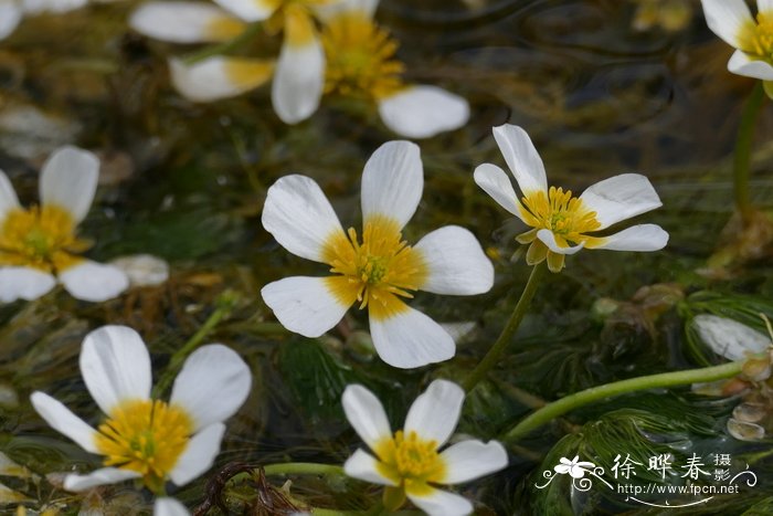 飘浮毛茛Ranunculus fluitans