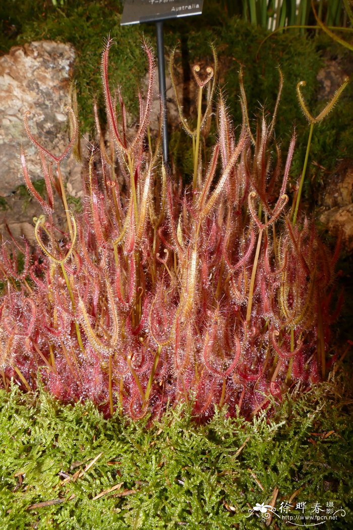 叉叶茅膏菜Drosera binata