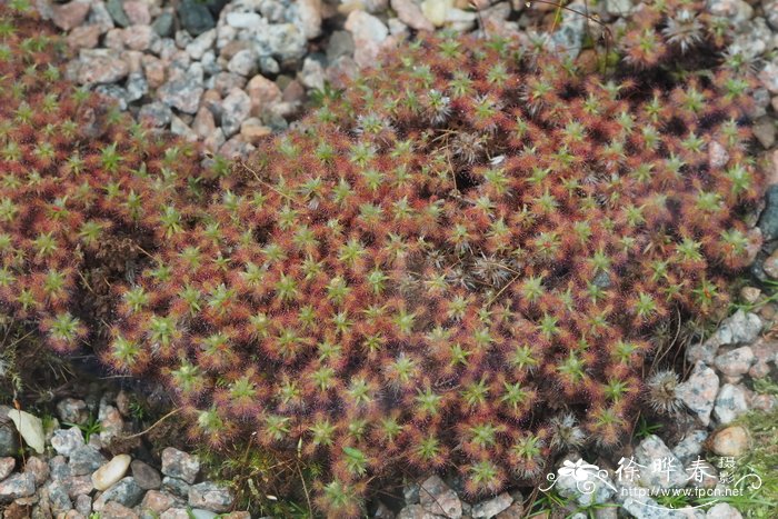 玫红茅膏菜Drosera paleacea subsp. roseana