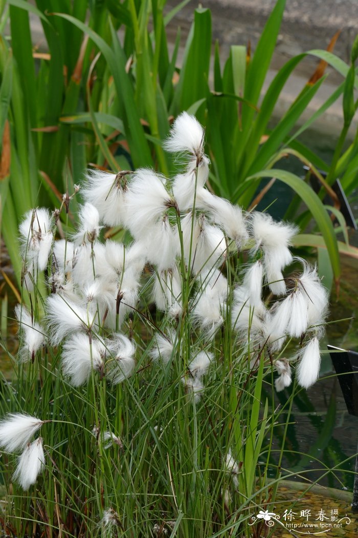 宽叶羊胡子草Eriophorum latifolium