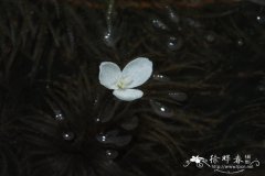 细叶水蕴草Egeria najas