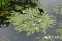二穗水蕹Aponogeton distachyos