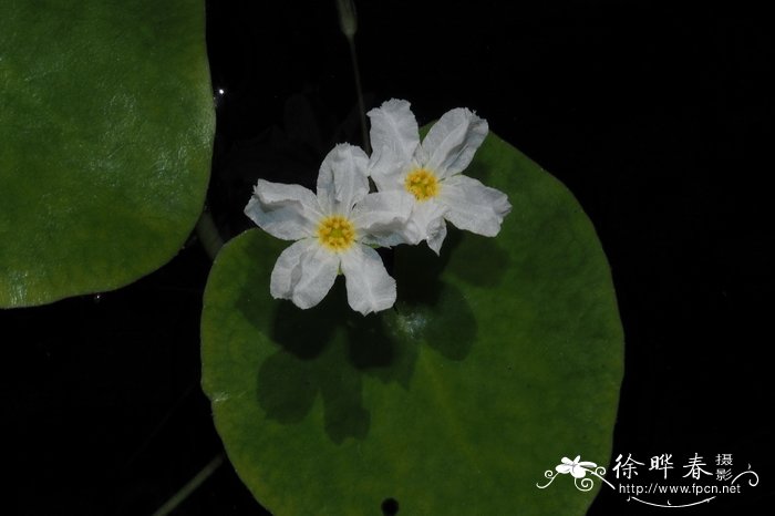 比格尔荇菜Nymphoides beaglensis