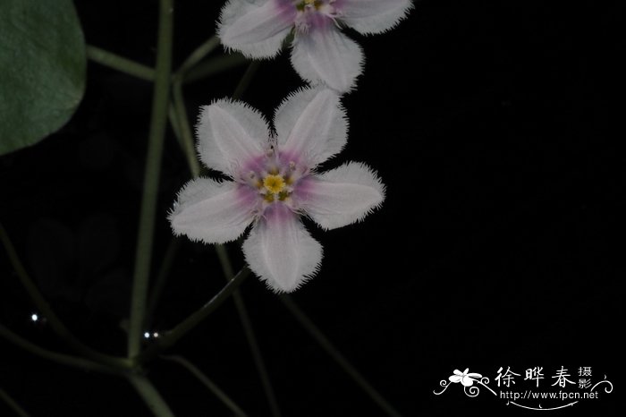 比格尔荇菜Nymphoides beaglensis