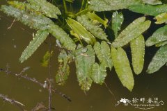 箭叶萍蓬草Nuphar lutea subsp. sagittifolia