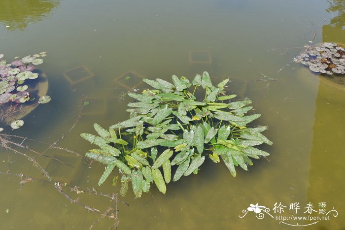 箭叶萍蓬草Nuphar lutea subsp. sagittifolia