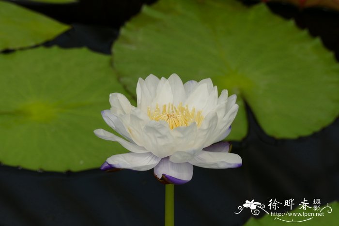 黑睡莲 Nymphaea atrans