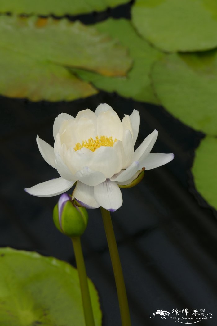 黑睡莲 Nymphaea atrans