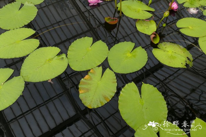 黑睡莲 Nymphaea atrans