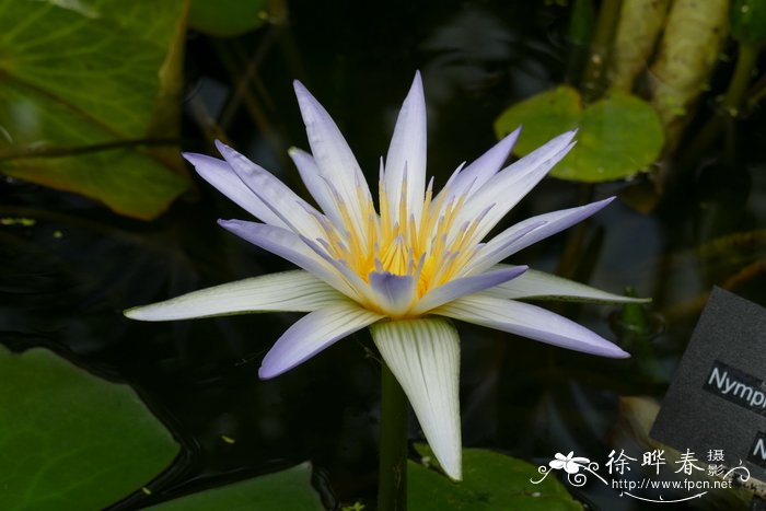 蓝睡莲Nymphaea caerulea