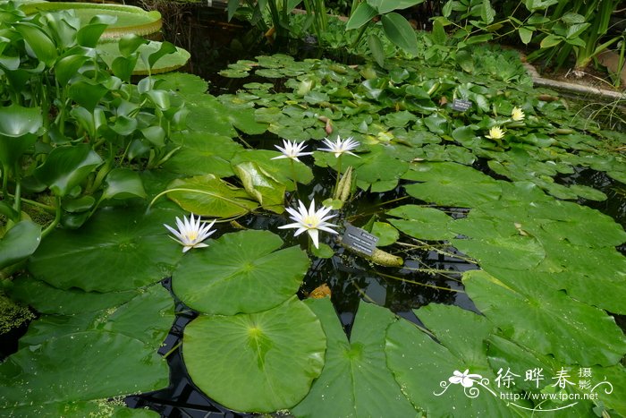 蓝睡莲Nymphaea caerulea