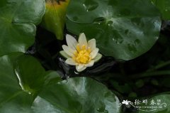 温泉睡莲，侏儒卢旺达睡莲Nymphaea thermarum