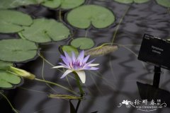 袖珍睡莲Nymphaea colorata