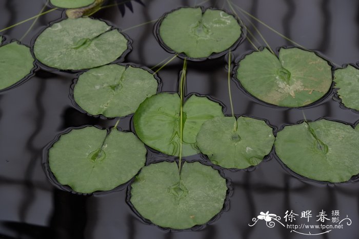 袖珍睡莲Nymphaea colorata