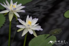 佐治亚睡莲Nymphaea georginae