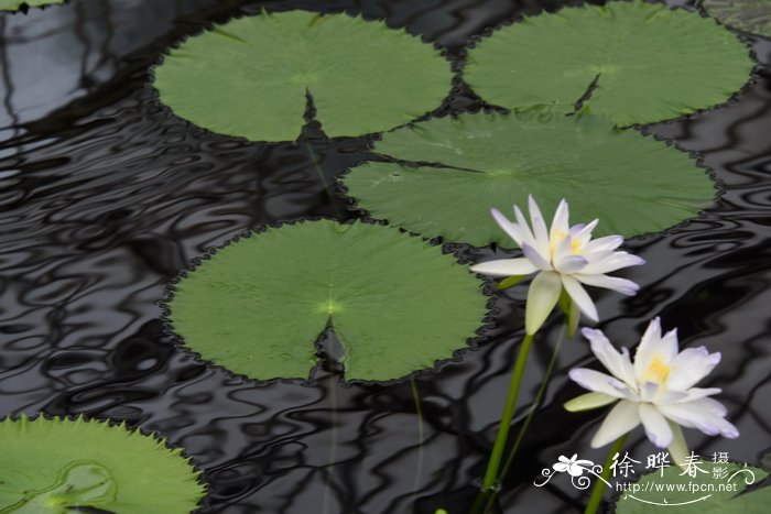 佐治亚睡莲Nymphaea georginae