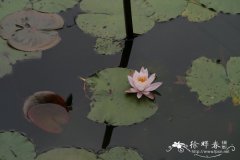 香睡莲Nymphaea odorata