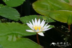 达本睡莲Nymphaea x daubenyana