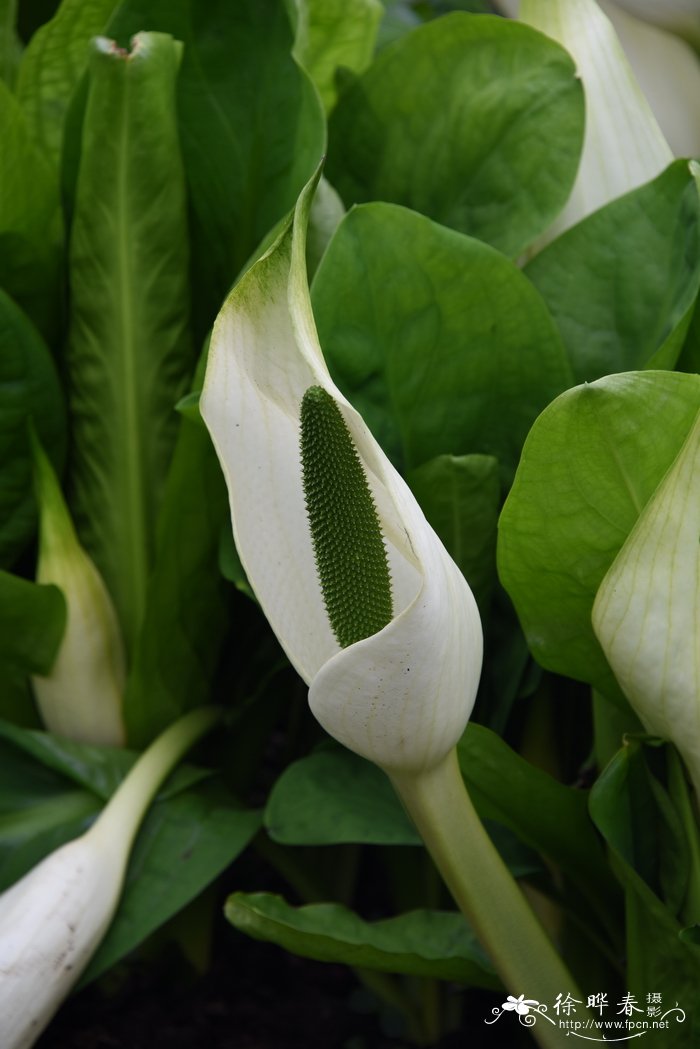 黄花沼芋与白花沼芋杂交品种Lysichiton americanus ×Lysichiton