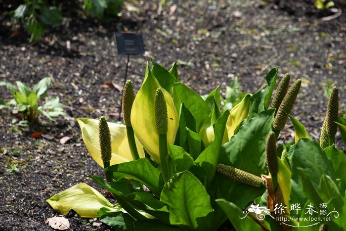 黄花沼芋Lysichiton americanus