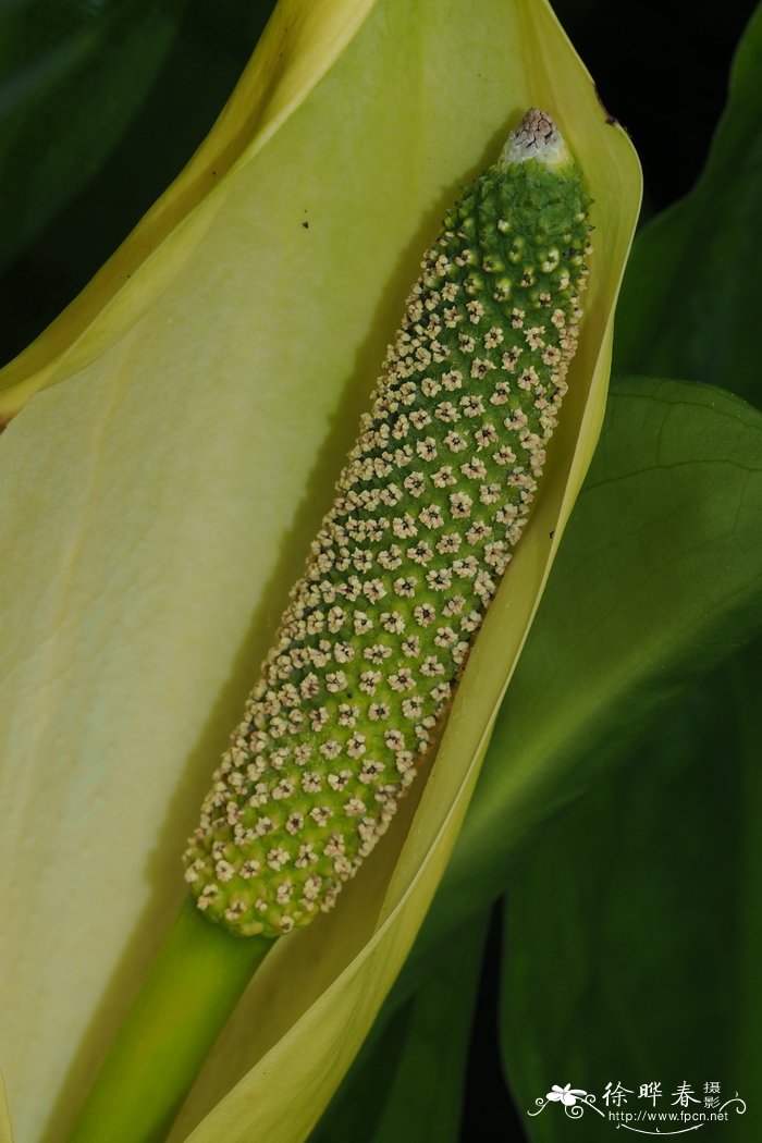 黄花沼芋Lysichiton americanus