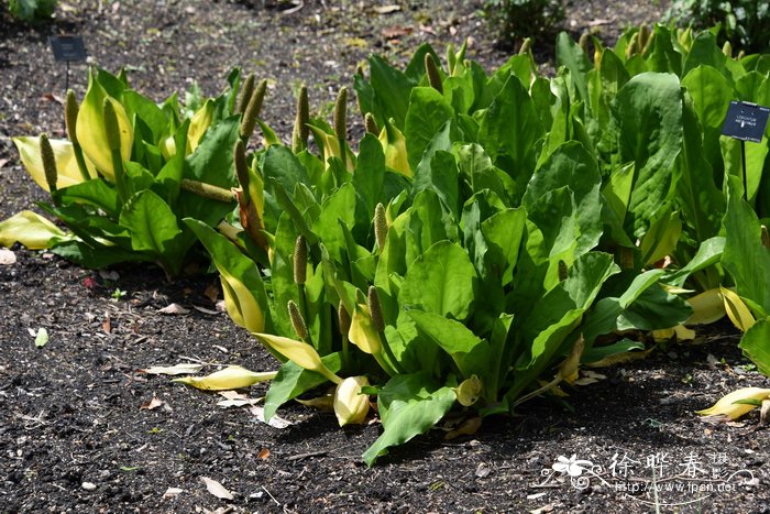 黄花沼芋Lysichiton americanus