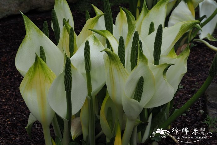 堪察加沼芋Lysichiton camtschatcensis