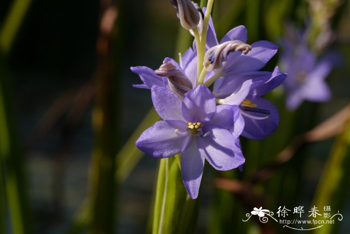 高葶雨久花Monochoria elata